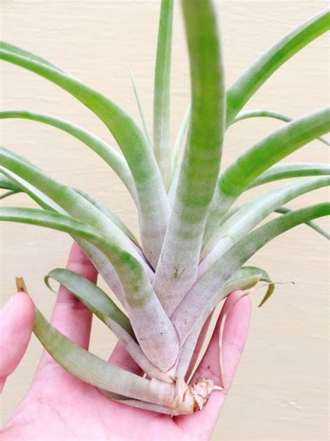 旋風木柄鳳開花|旋風木柄鳳 Tillandsia flexuosa Vivipara – 狂買園藝